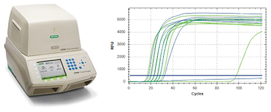 REAL-TIME PCR