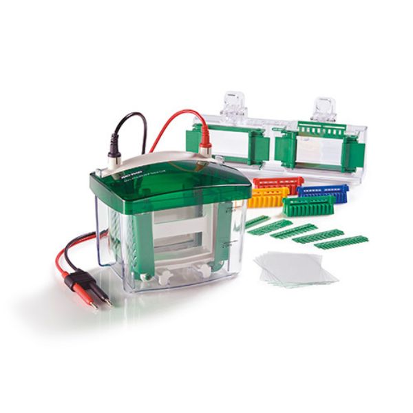 Protein Electrophoresis