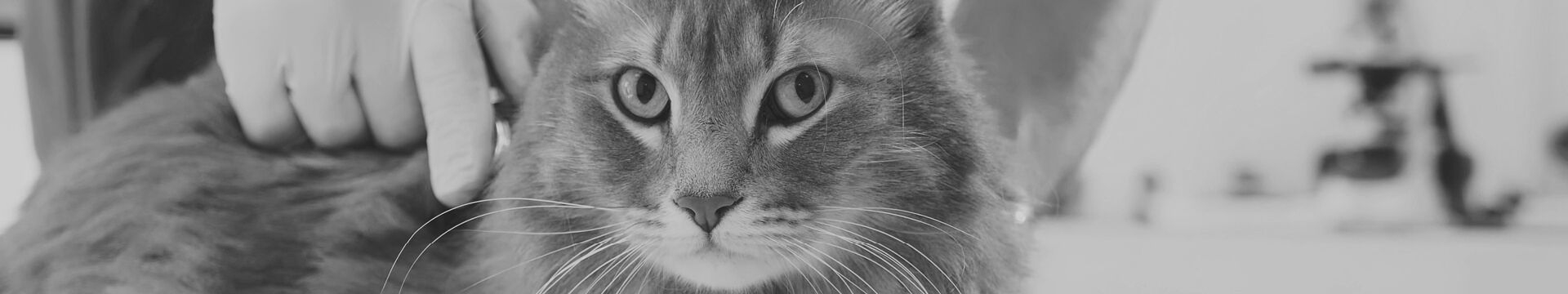 Veterinary Sample Collection Kits
