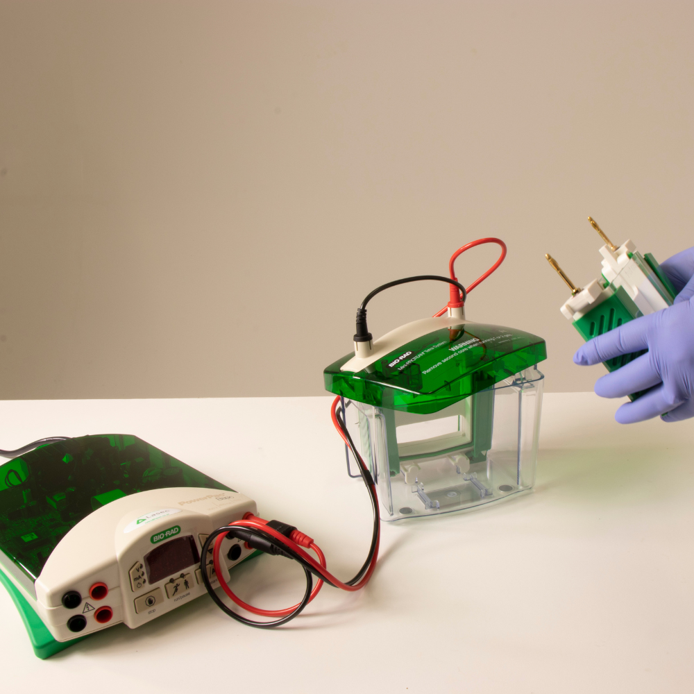 MiniPROTEAN® Tetra Cell and PowerPac™ Basic Power Supply