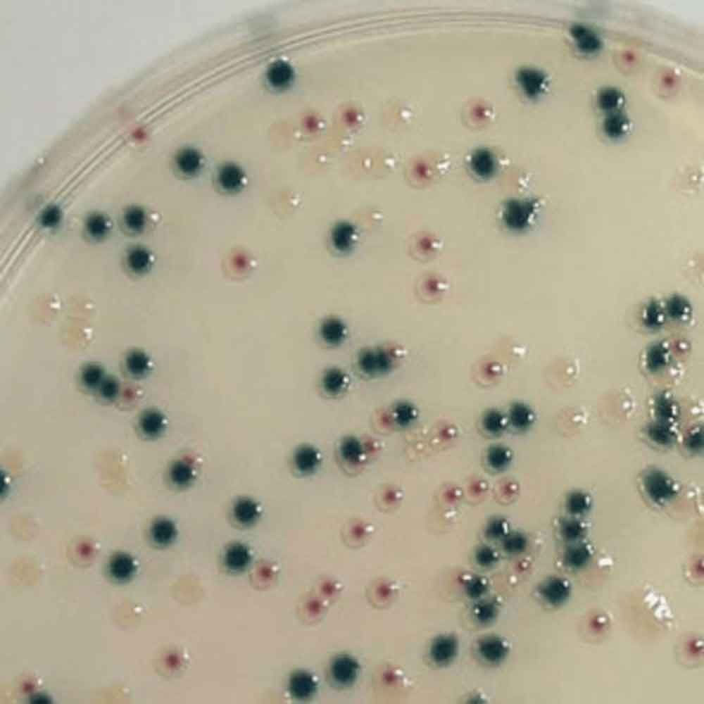 LASEC | Neogen Harlequin® Listeria Chromogenic Agar (Ottaviani & Agosti) (LCA), NCM1004A