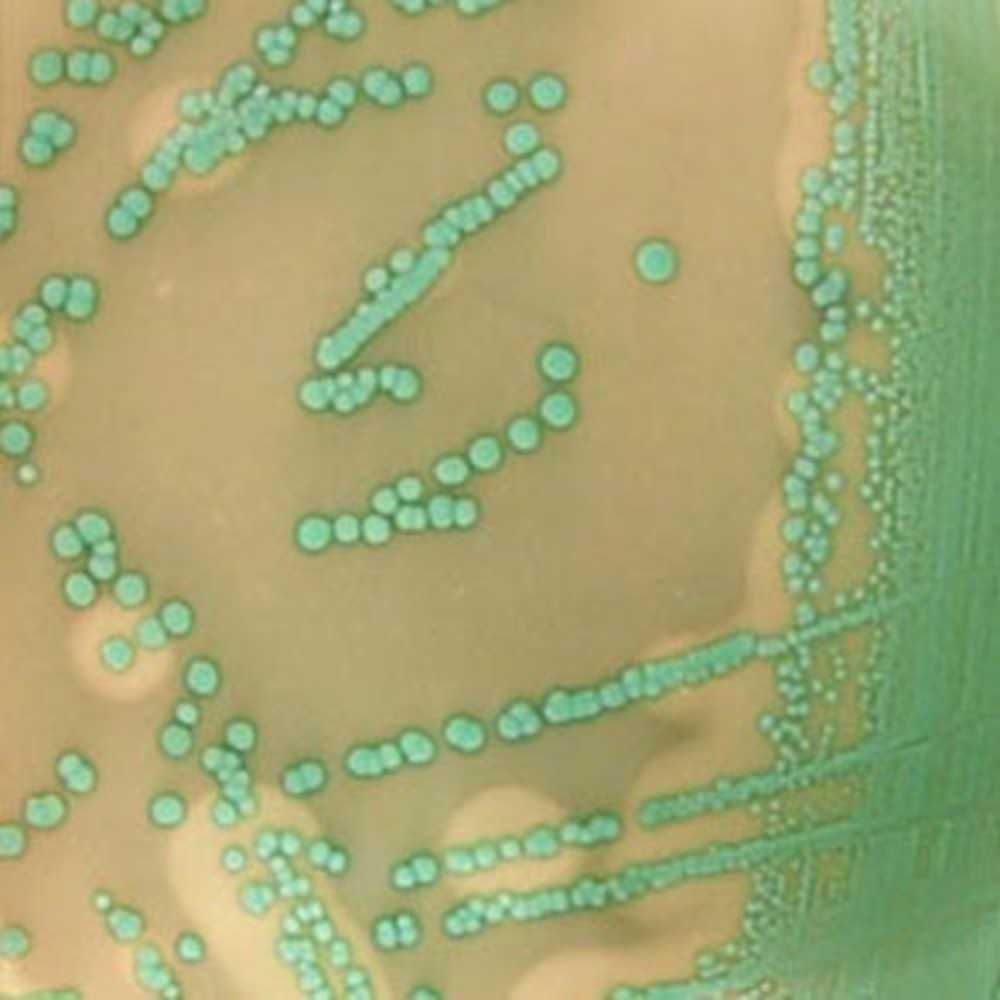 LASEC | Neogen Listeria Chromogenic Selective Supplement, 500ml, NCM4002-0.5